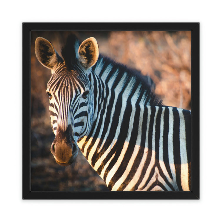 Latitude Run® Zebra Picture Frame Photograph Wayfair